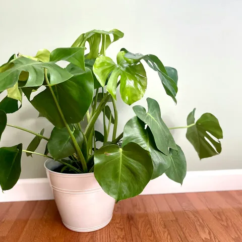 Monstera en maceta, en la tienda de ejemplo Vivero Los Aromos